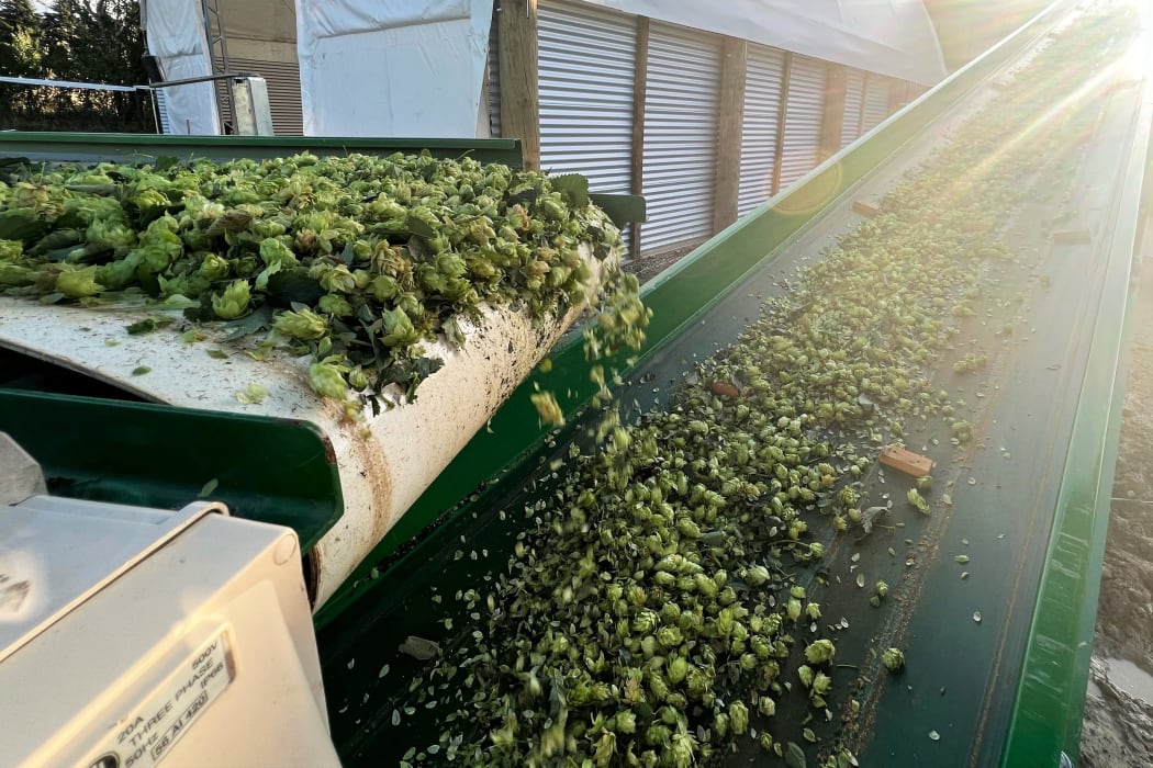 Hop Harvesting