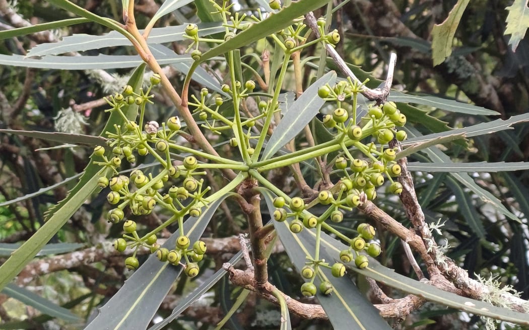 Lancewood (horoeka) berries.