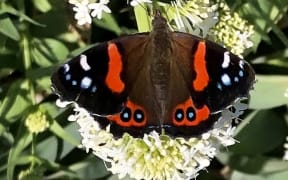 Red Admiral butterfly