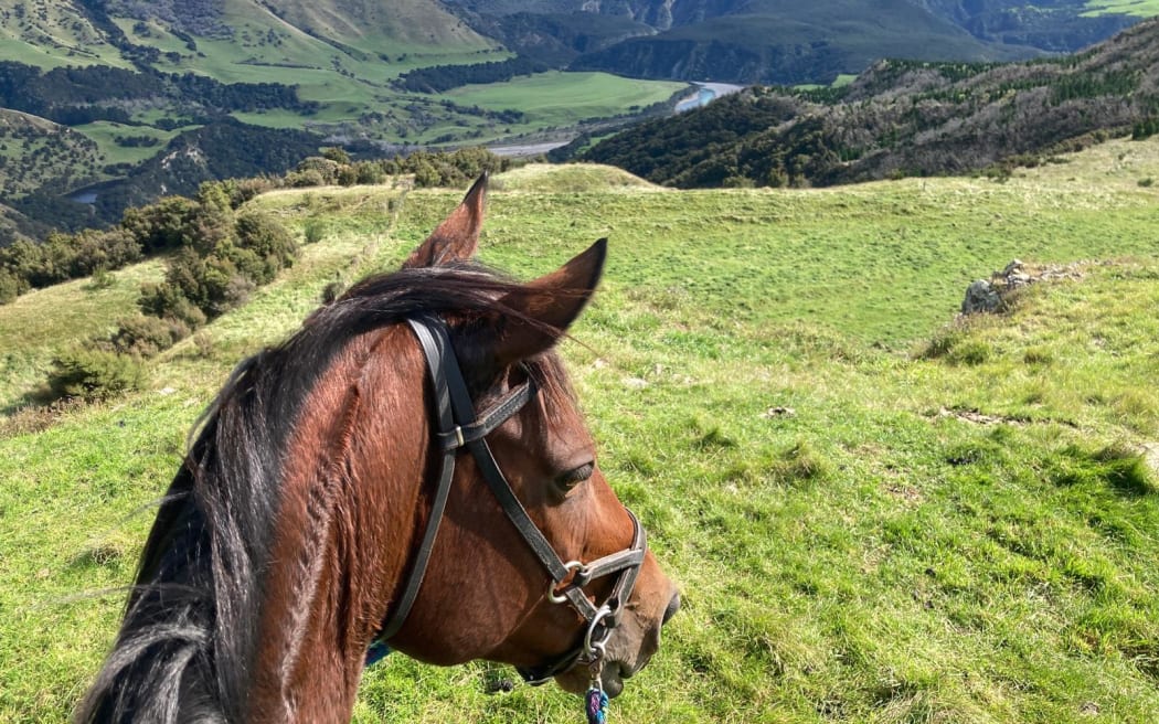 Remi, a 14-year-old retired race horse, had to be put down because of the injuries she sustained when fireworks were let off near her.