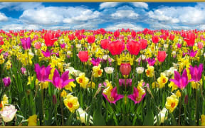 spring flowers