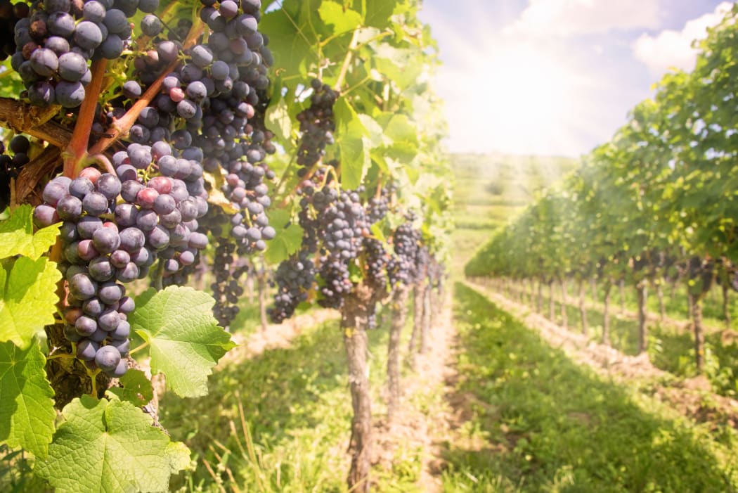 winery vineyard generic