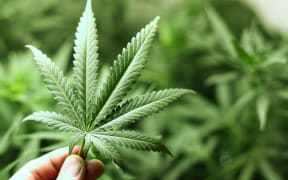cannabis leaf