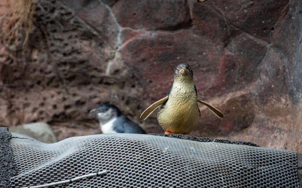 Little Blue Penguin