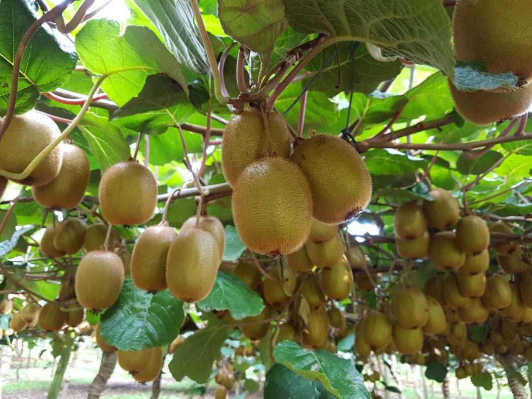 Haywood Green Kiwifruit
