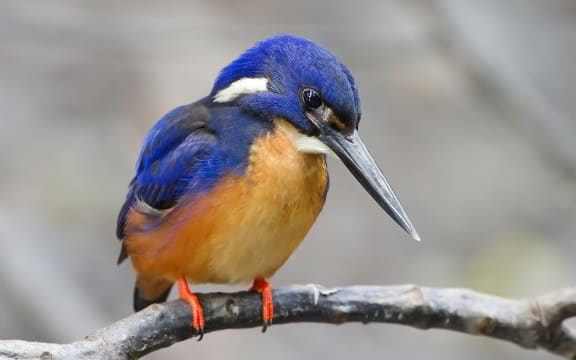 Close-up of an azure kingfisher sitting on a branch