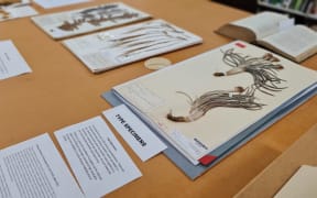 Specimens from the Banks and Solander collection at Auckland Museum. Joseph Banks and Daniel Solander collected about 350 species of plants during Cook's Endeavour voyage in 1769.
