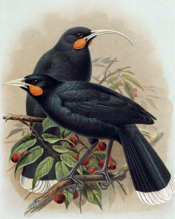 An illustration of a pair of Huia from A History of the Birds in New Zealand (1988)
