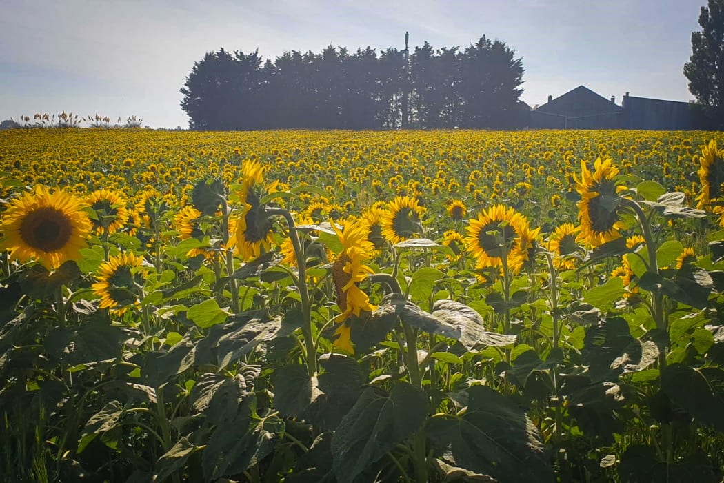 Sunflowers on a farm