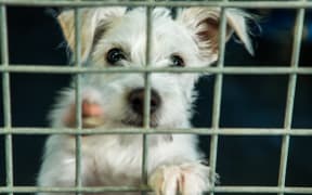 Dogs for Adoption