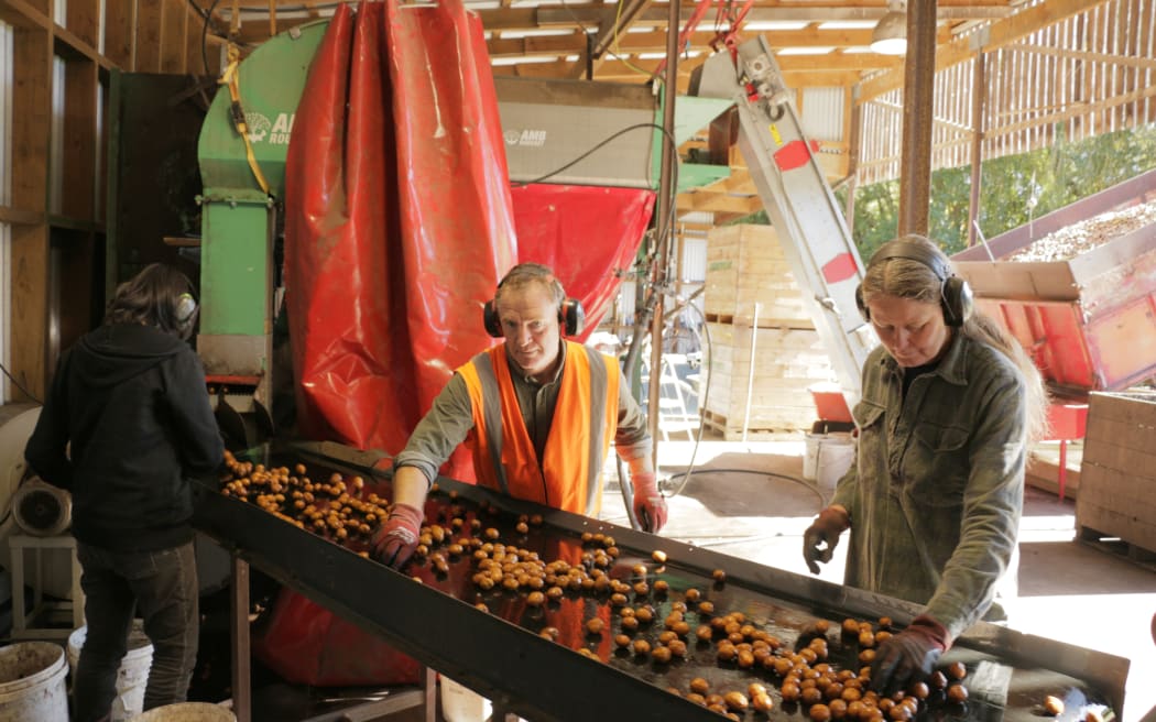 Walnut harvesting at Lightfoot Walnuts
