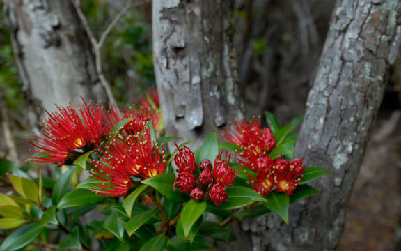 Southern rata, Auckland Islands