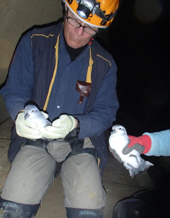 Graeme Loh has put leg bands on more than 1200 fairy prions at the St Clair colony since 2000, and he makes regular roll calls to follow the progress of the banded birds. Here he is reading the leg band of one bird, while Tiff Stewart holds its mate.