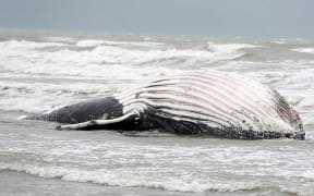 Humpback whale at Waikanae beach, north of Wellington.