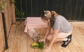 Jojo Nally has a team of 60 volunteers who take care of the rabbits until they are ready for adoption.