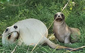 Sea lion Hiriwa and her pup at their hideaway at Chisholm Golf Course.