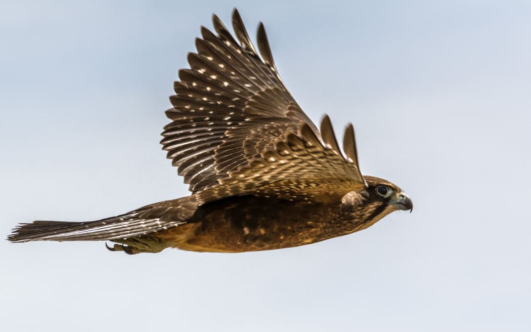 NZ falcons are superb fliers, capable of reaching high speeds as they pursue small birds.