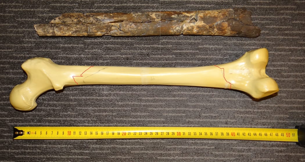 The group say this bone belongs to a giant pre-Polynesian human and could be more than 2500 years old. Experts say it's likely from a moa.