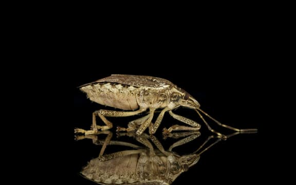 Brown marmorated stink bug.