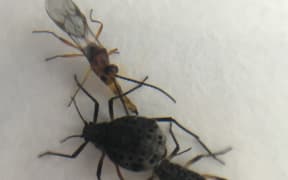 Parasitoid insect Pauesia nigrovaria attacks two giant willow aphids.