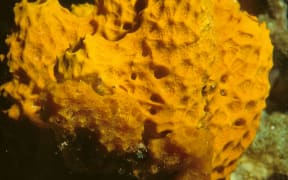 University of Western Australia-led research that extracted 300 years of ocean temperature records preserved in ancient sea sponges shows global warming has been underestimated by 0.5 degrees, says the study's lead author Emeritus Professor Malcolm McCulloch.