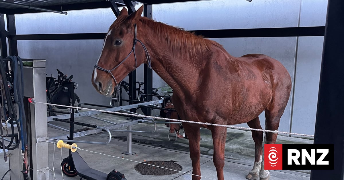 Riding horse to work 'ticked off bucket-list goal', police officer says