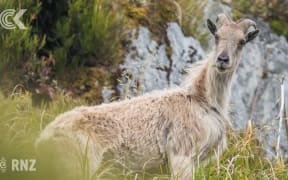 Conservation fight against tahr escalates in Southern Alps