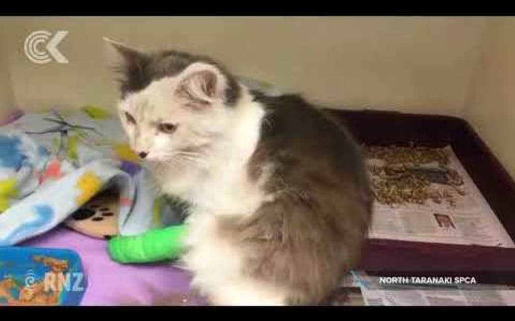 Car clinging cat still a mystery to SPCA