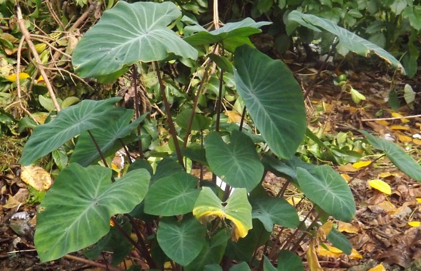 A Taro plant