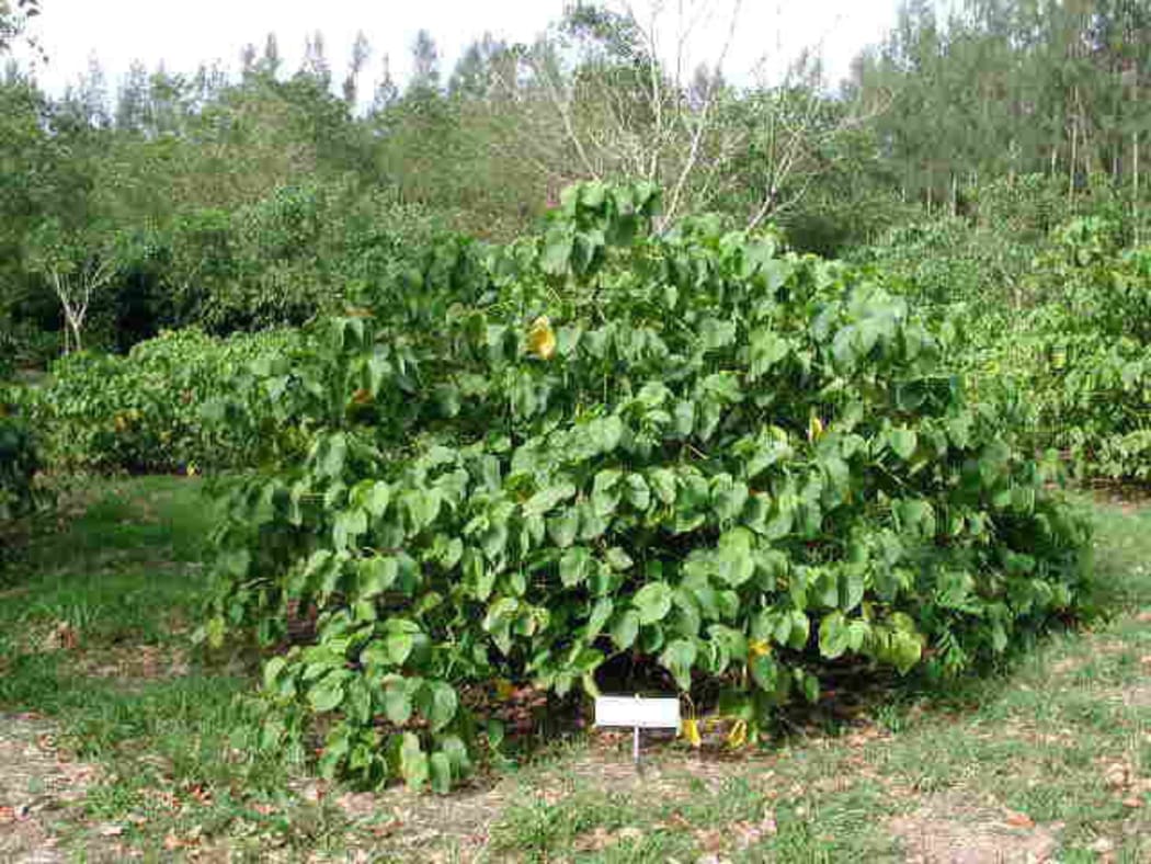 A Kava plant.