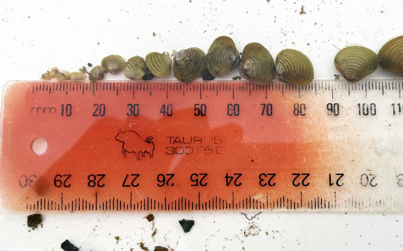 The Gold clam (Corbicula fluminea) is also known as the Asian clam.