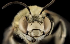 A close up of a bee's head and antennae