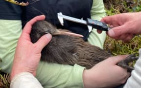 Wellington's Capital Kiwi Project says all 10 chicks it has been monitoring have put on enough weight to fight off predators.