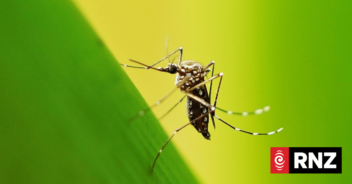 Why Google wants to release up to 32 million sterilized mosquitos in the US