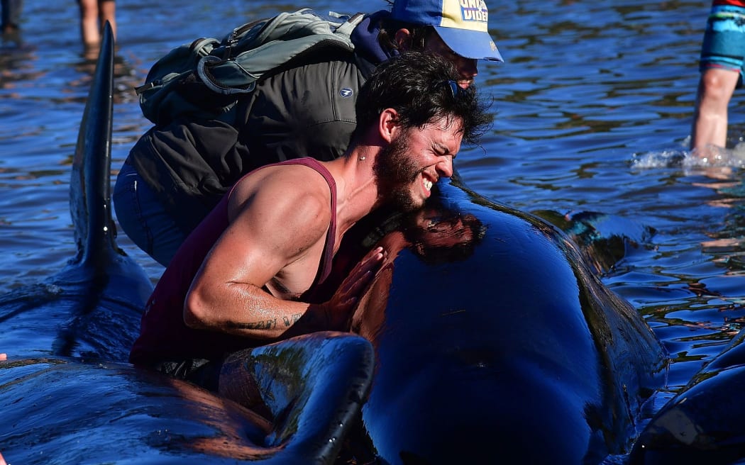 Volunteers roll a stranded Pilot whale during a mass stranding at Farewell Spit on February 11, 2017.