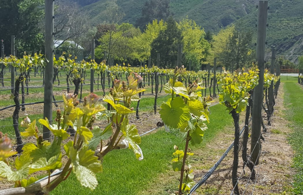 Grape Vines in Gibbston Valley.