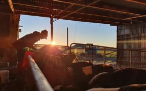 Maree pours milk into the calfeteria for the month old calves