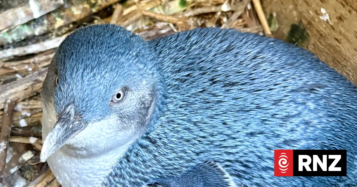 Kaikōura trust seeks review after DOC decides not to vaccinate penguins amidst bird flu