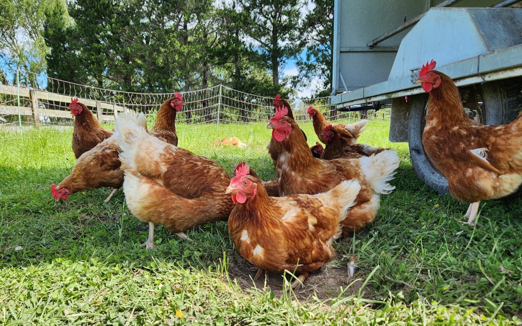 The chickens scavenge for bugs and disperse dung while also fertilising the soil themselves