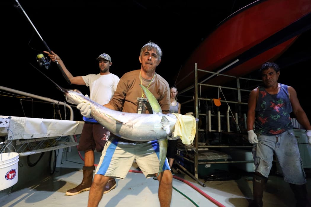 A yellowfin tuna caught with rod and reel, ready to be tagged with an archival tag.