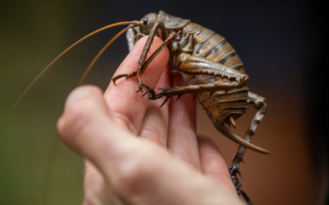 About 100 critically-endangered Mahoenui giant weta have been released into the Rotokare Sanctuary in Taranaki this week as part of efforts to preserve the taonga species.