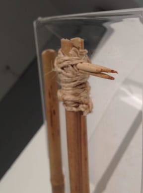 The tip of the tool used in Fijian female tattooing - made from lemon thorn, which is antiseptic