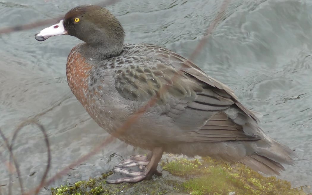 Blue Duck, Waipakihi River, Turangi, Nov 7, 2016.