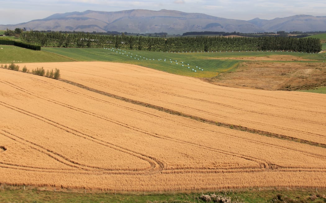 Glyphosate-free oat crops in the South Island for Dunedin company Harraway and Sons.