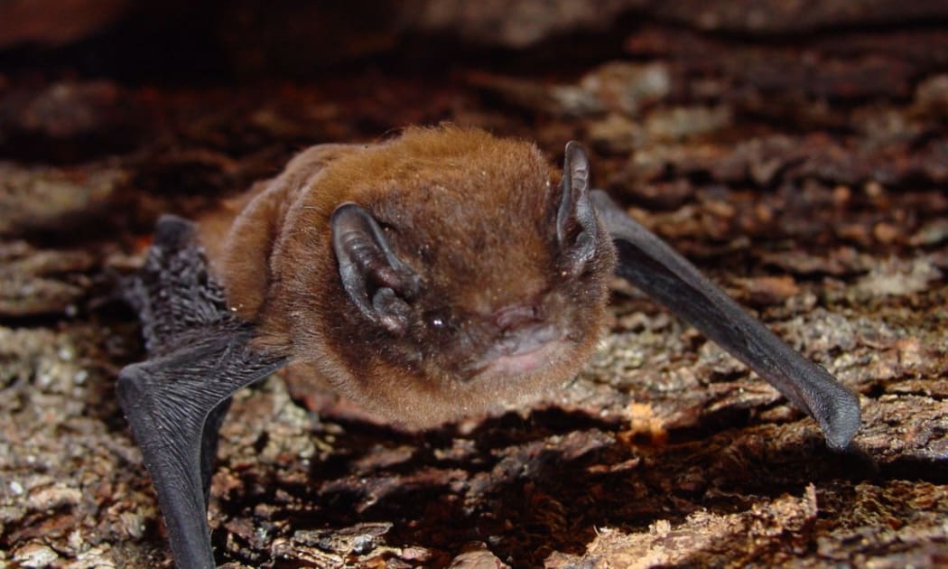 The long-tailed bat (pekapeka)