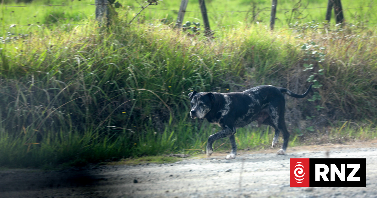 What the law says about dog attacks - and how it could change