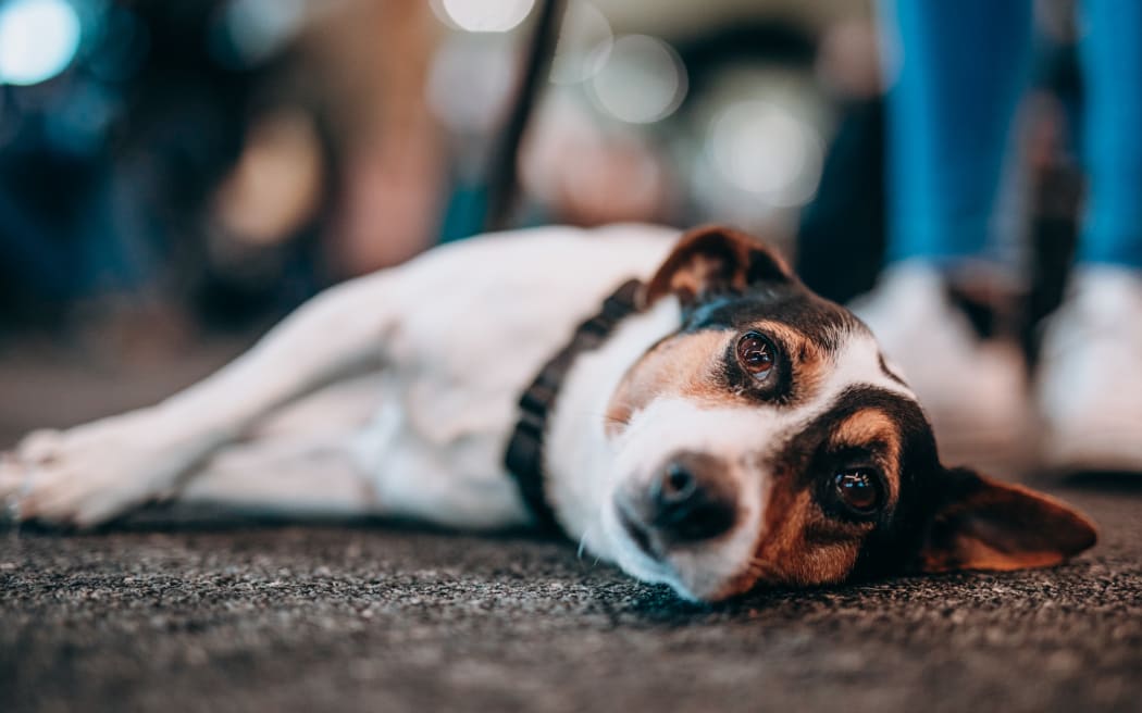 Flint the conservation dog.