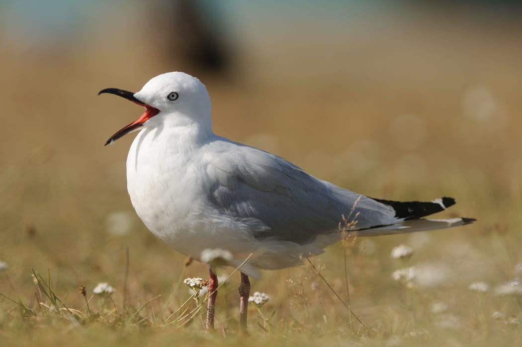 Black-billed Gull yawning Lake Tekapo New Zeland.

Biosphoto / Guillaume Bouteloup