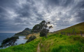 Coromandel trail path