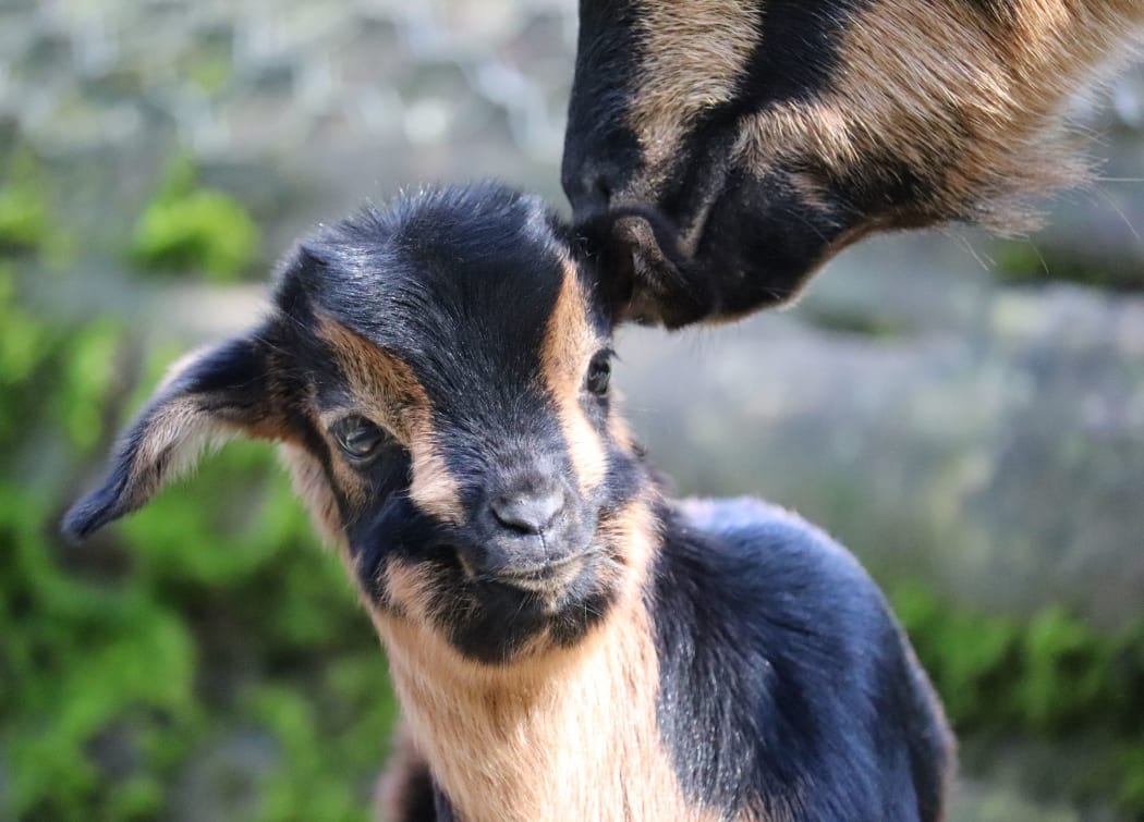 Kid goat, Staglands